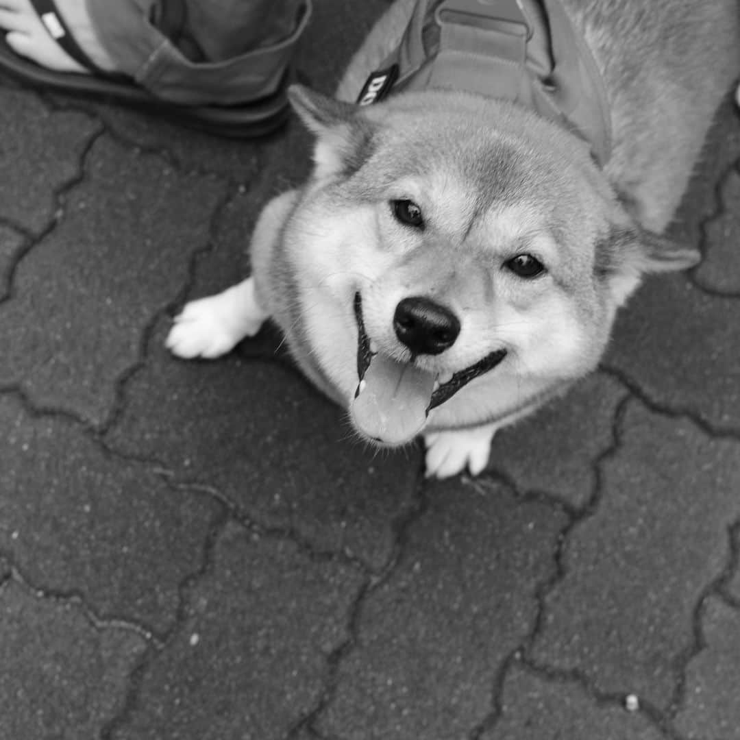 尾形貴弘さんのインスタグラム写真 - (尾形貴弘Instagram)「いつもお散歩に行くとミクをかわいがってくれる方が すごいいい写真を撮ってくれたよ！！！モノクロのミク！ その方が好きすぎて、ミクずっと耳ぺたんーってなってるよ！！ #柴犬大好き #柴犬マニア  #愛犬  #赤柴 #しばけん  #しばちゃん  #しばいぬ大好き  #shibainu  #shiba_snap  #犬ばか部  #いぬばか部 #ミク #三九 #39 #パンサー尾形 #赤ちゃん #赤ちゃんのいる暮らし #赤ちゃんと犬 #1歳7ヶ月  #サンキュー #ママリ #ベビフル #ランドクルーザー #ランクル #ランドクルーザー80」10月5日 21時25分 - miku3_miku_9