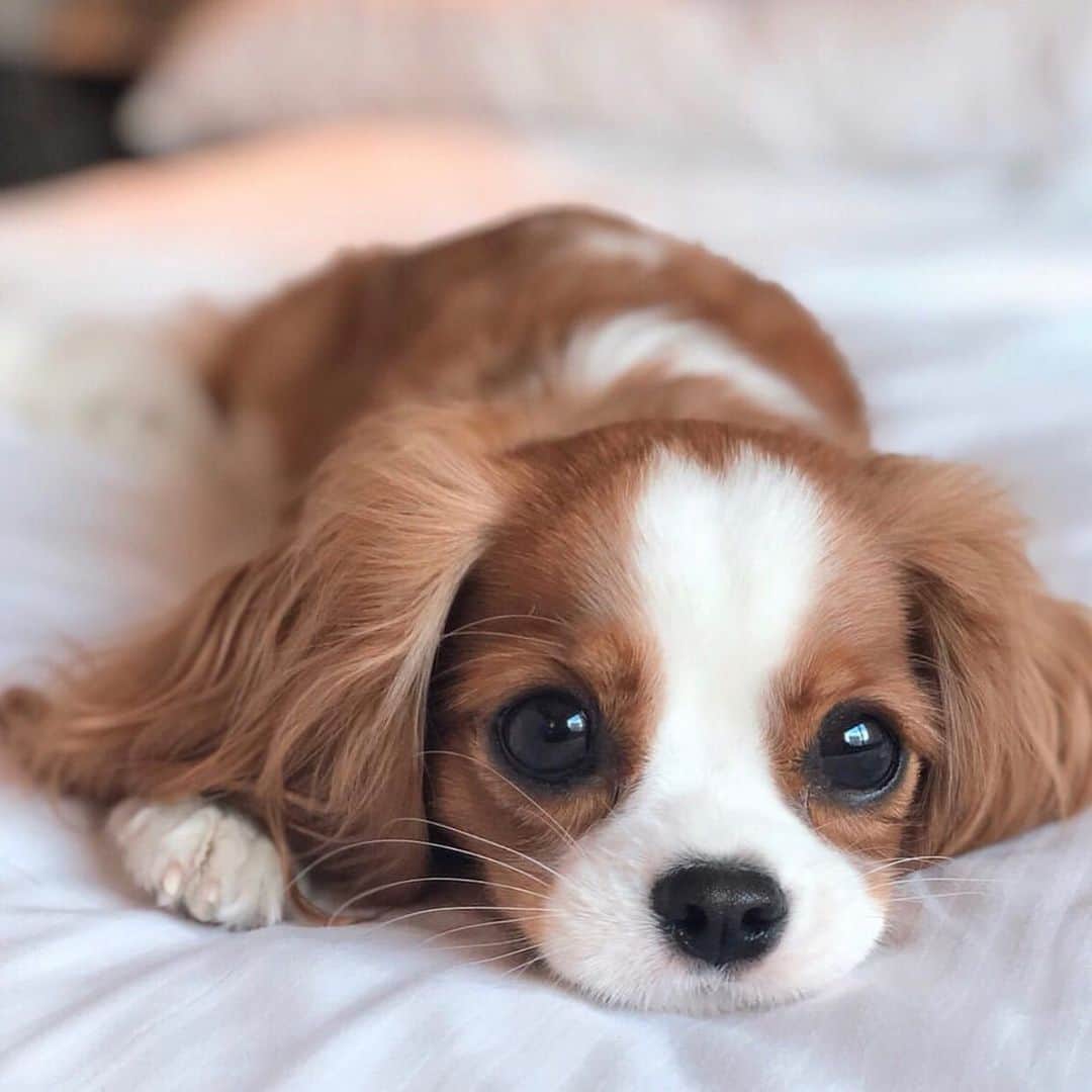 Animalsのインスタグラム：「Puppy eyes 🥺 @nessathecavalier  #newyear #babies . . . . #cute #goals #love #stylish #perfect #inspiration #amazing #fashionpost #bestoftheday #beautiful #beach #streetstyle #girl #fashioninsta #photooftheday #babies #style #flowers #fashionblog #fashionable #gorgeous #balcony #baby #fashion #dress #babe #insta_animall」
