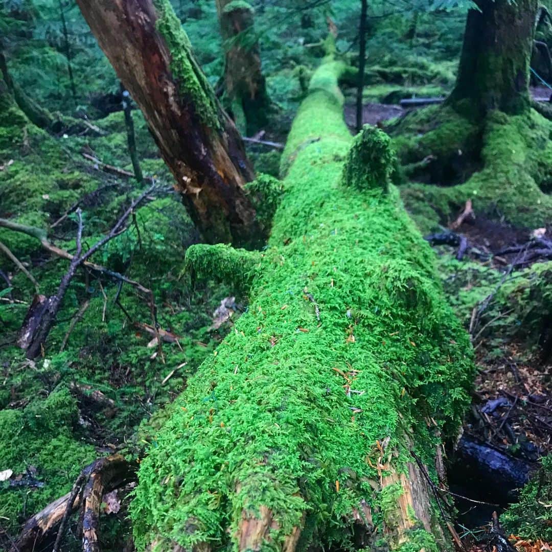 にしおかすみこさんのインスタグラム写真 - (にしおかすみこInstagram)「#苔の森#苔浴 木道を歩いていたら。 横目に、丸太にフカフカの苔が。そっちが道みたいに見える。。そっちを歩いてみたい。。と思いながら、木道をテクテク。 #神秘の世界 #踏んだらダメよ」10月5日 22時18分 - nishioka_sumiko