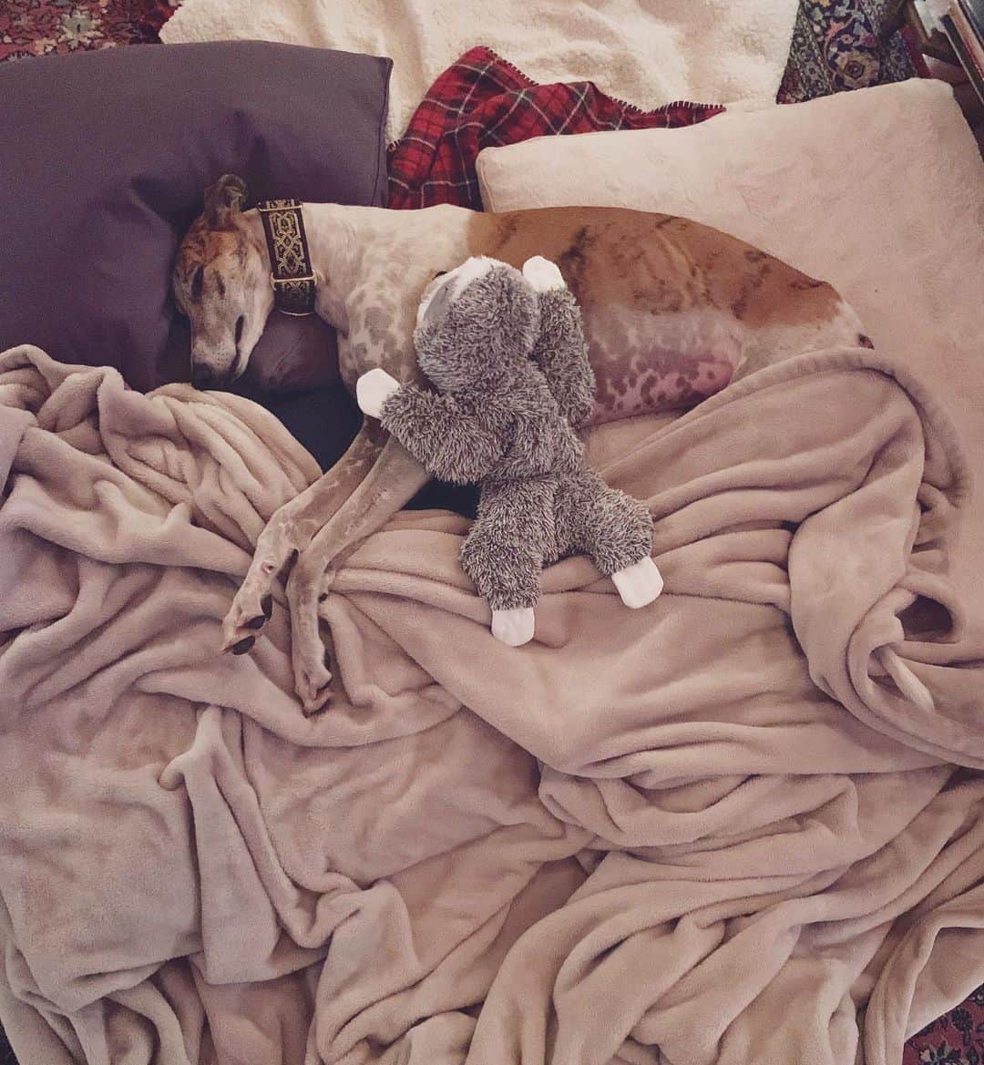 イーライ・リエブのインスタグラム：「He’s liking his new life very much. And we’ve finally settled on a name that feels right... - Bengali - our little bengal tiger greyhound」