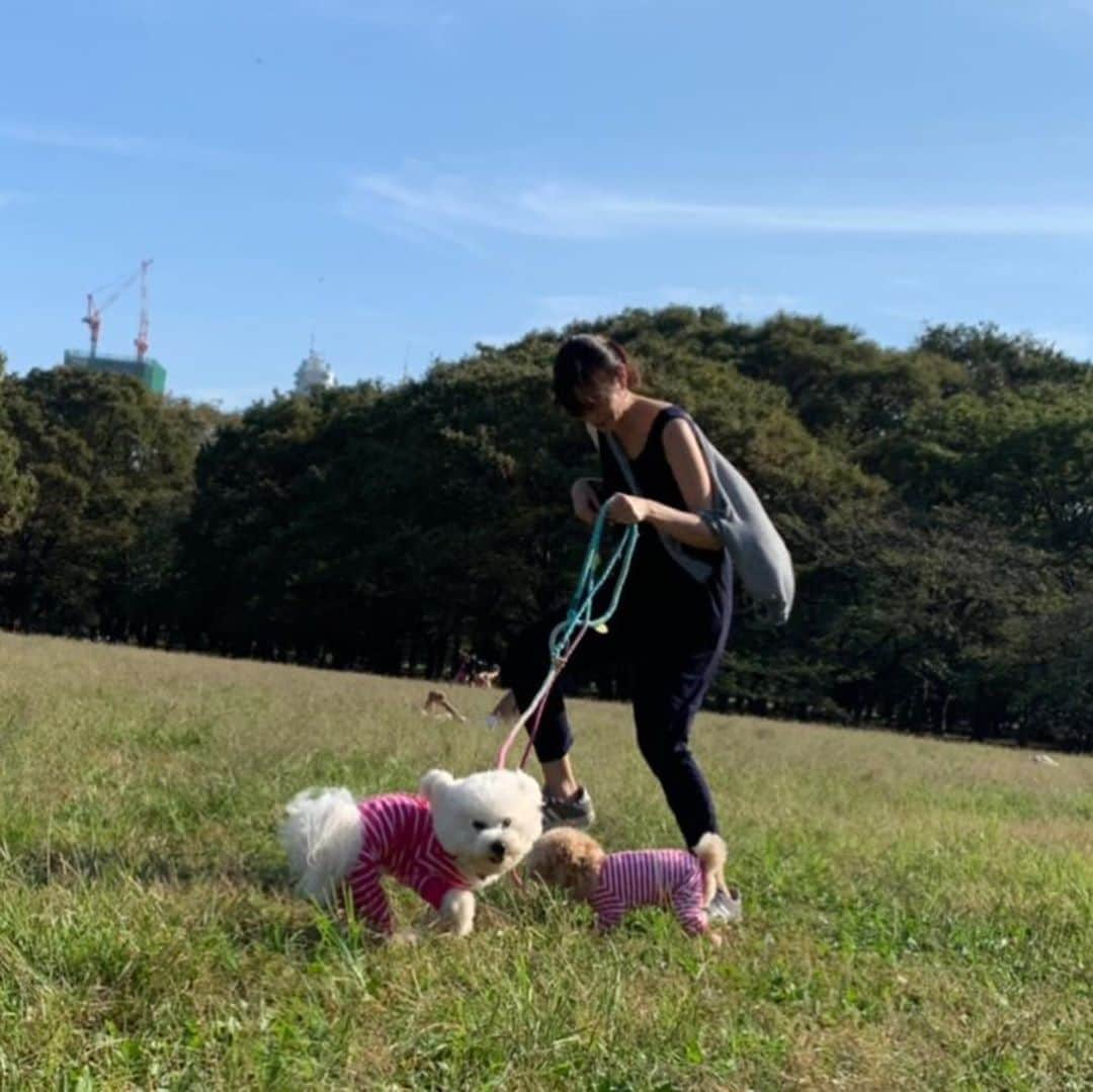 青山倫子さんのインスタグラム写真 - (青山倫子Instagram)「お天気がいい日の最高の過ごし方。 愛する可愛い子ちゃん達に先導してもらって 軽快に走っています。 しっかりとターンも決めています。 でもたまーに最後の写真のような 不思議な体勢にもなります。 かっこよく走るのってなかなか難しい。  #青山倫子 #お散歩 #愛しの可愛い子ちゃん #なんて可愛いんでしょう #かっこよく走るのって難しいね #ビションフリーゼ #bichonfrise #トイプードル #toypoodle」10月5日 23時21分 - noriko_aoyama1229