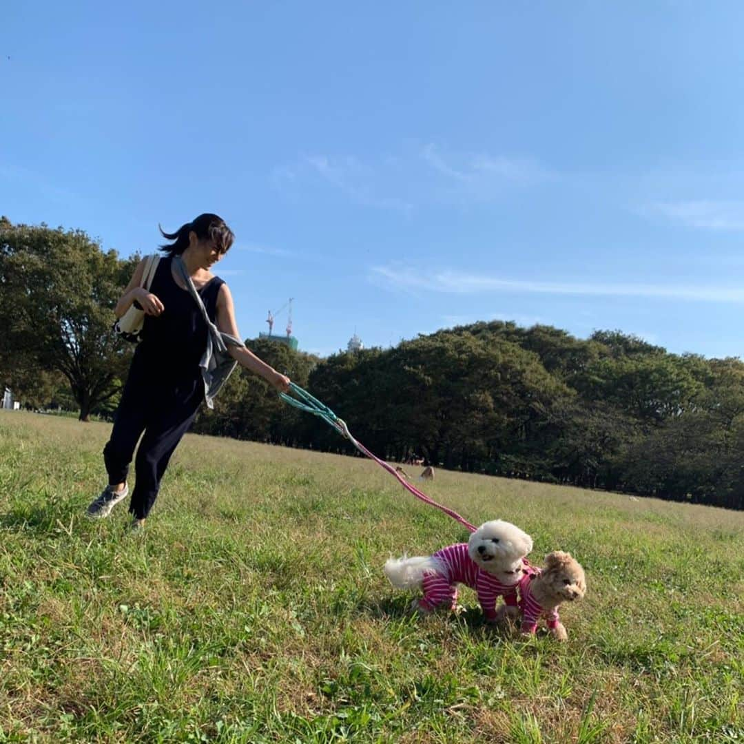 青山倫子さんのインスタグラム写真 - (青山倫子Instagram)「お天気がいい日の最高の過ごし方。 愛する可愛い子ちゃん達に先導してもらって 軽快に走っています。 しっかりとターンも決めています。 でもたまーに最後の写真のような 不思議な体勢にもなります。 かっこよく走るのってなかなか難しい。  #青山倫子 #お散歩 #愛しの可愛い子ちゃん #なんて可愛いんでしょう #かっこよく走るのって難しいね #ビションフリーゼ #bichonfrise #トイプードル #toypoodle」10月5日 23時21分 - noriko_aoyama1229