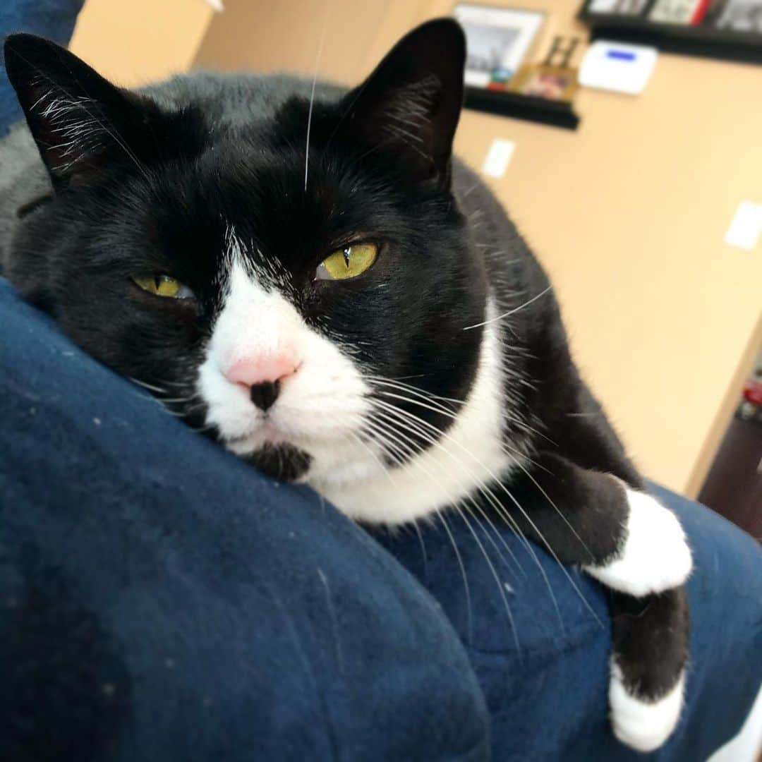 Tuxedo Cat Brosさんのインスタグラム写真 - (Tuxedo Cat BrosInstagram)「Question: How do you Caturday? Swipe to see how Ben does it.  #caturday #tuxedocat #tuxielove #tuxedocatsofinstagram #tuxedocats #tuxiesofinstagram #tuxies #tuxiesofig #catsofintagram #cutestcat #cats #catoftheday #tuxedocatsrule」10月6日 0時21分 - tuxedotrio