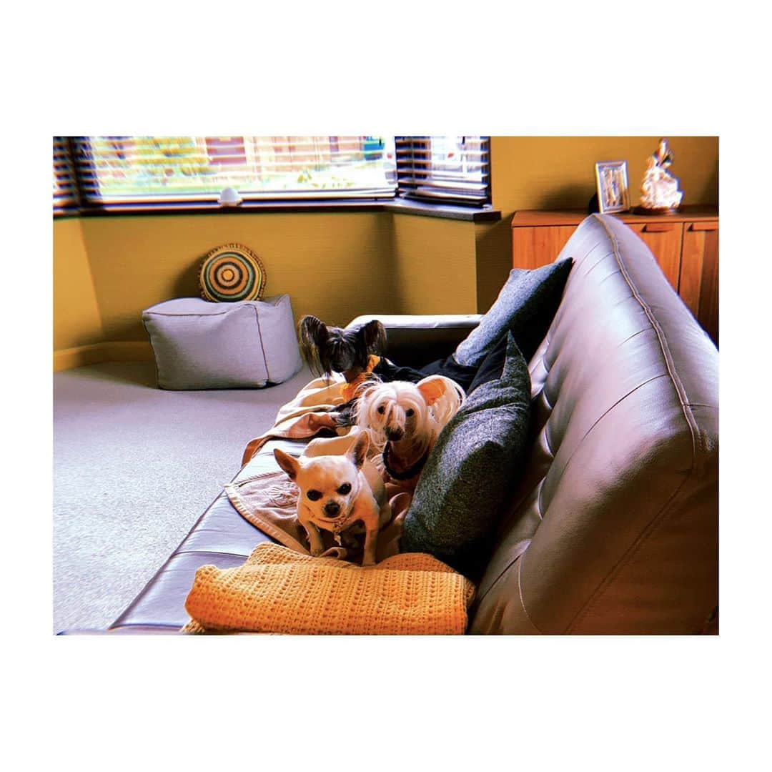 佐藤佳菜子さんのインスタグラム写真 - (佐藤佳菜子Instagram)「実家にいくと、 父母が世話をしている 2匹の犬がいた。  ブタは母が取られたと思って プリプリしていたが、 やがてなじんで みんなでクルっと 座ることにしたらしい。」10月6日 2時23分 - kanakosato1019