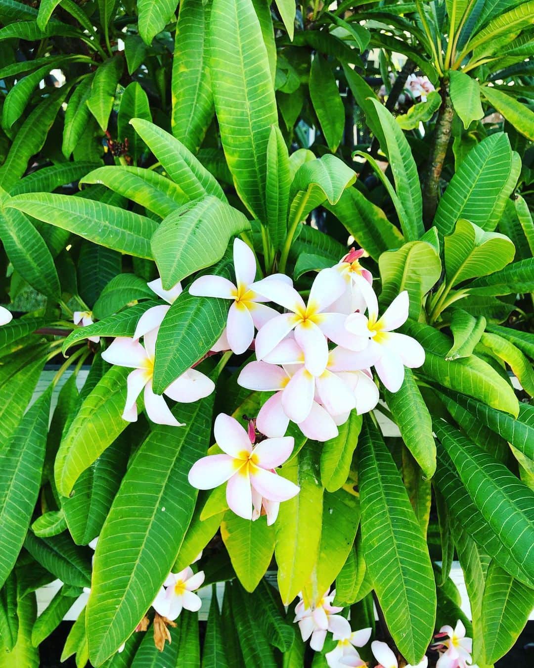村主章枝さんのインスタグラム写真 - (村主章枝Instagram)「Found beautiful flowers when I was running🐒❤️」10月6日 3時19分 - fumie.suguri