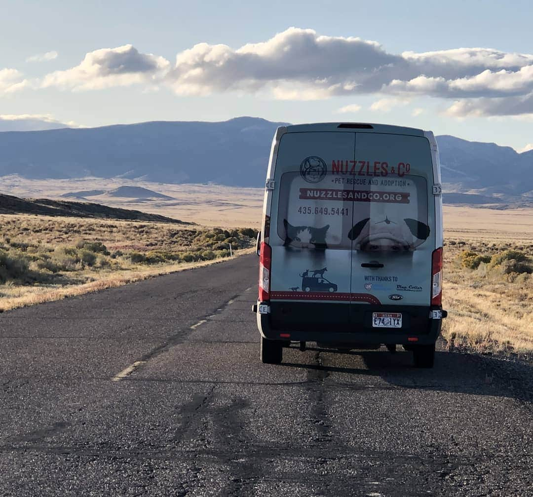 キャサリン・ハイグルさんのインスタグラム写真 - (キャサリン・ハイグルInstagram)「A huge thank you to everyone who helped make our spay/neuter and vaccination clinic at the Confederated Tribes of the Goshute Reservation in Ibapah, UT such a success last weekend! My foundation @jasonheiglfoundation sponsored the event where our partners @nuzzlesandco performed 82 sterilizations and vaccinated 95 pets. A food pantry and animal supply giveaway was also held for the local community.  Every year over 1.5 million cats and dogs are euthanized in shelters across the country simply for lack of a loving home. Helping communities where residents often cannot afford to get their animals fixed, helps prevent pet overpopulation, suffering and unnecessary euthanization. Communities spend millions of tax payer dollars each year coping with problems that spaying and neutering could easily remedy.  Please spay and neuter your pets!」10月6日 3時23分 - katherineheigl