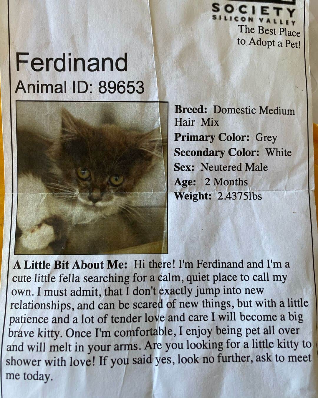 ハミルトンザ・ヒップスターキャットのインスタグラム：「Aww I found the info card that was on Hammy’s cage the day I adopted him. Little Ferdinand has come a long way and he’s definitely not so little anymore.  #adoptdontshop #mustachecat」