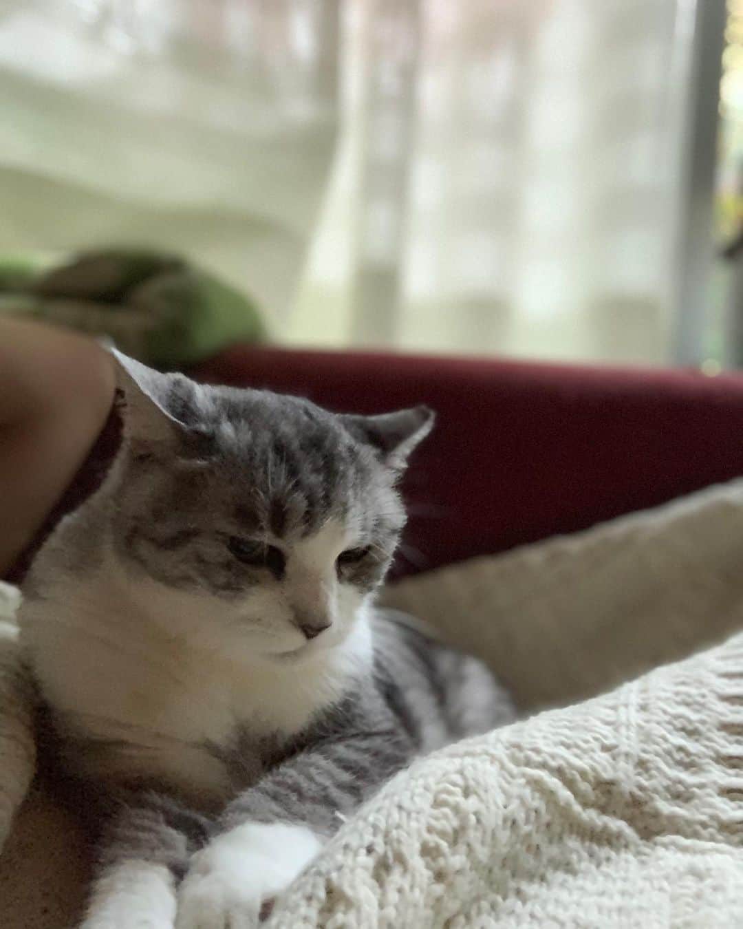 坂本美雨さんのインスタグラム写真 - (坂本美雨Instagram)「ソファでうたたねした朝方のおもみ #cat #サバ美」10月6日 7時51分 - miu_sakamoto