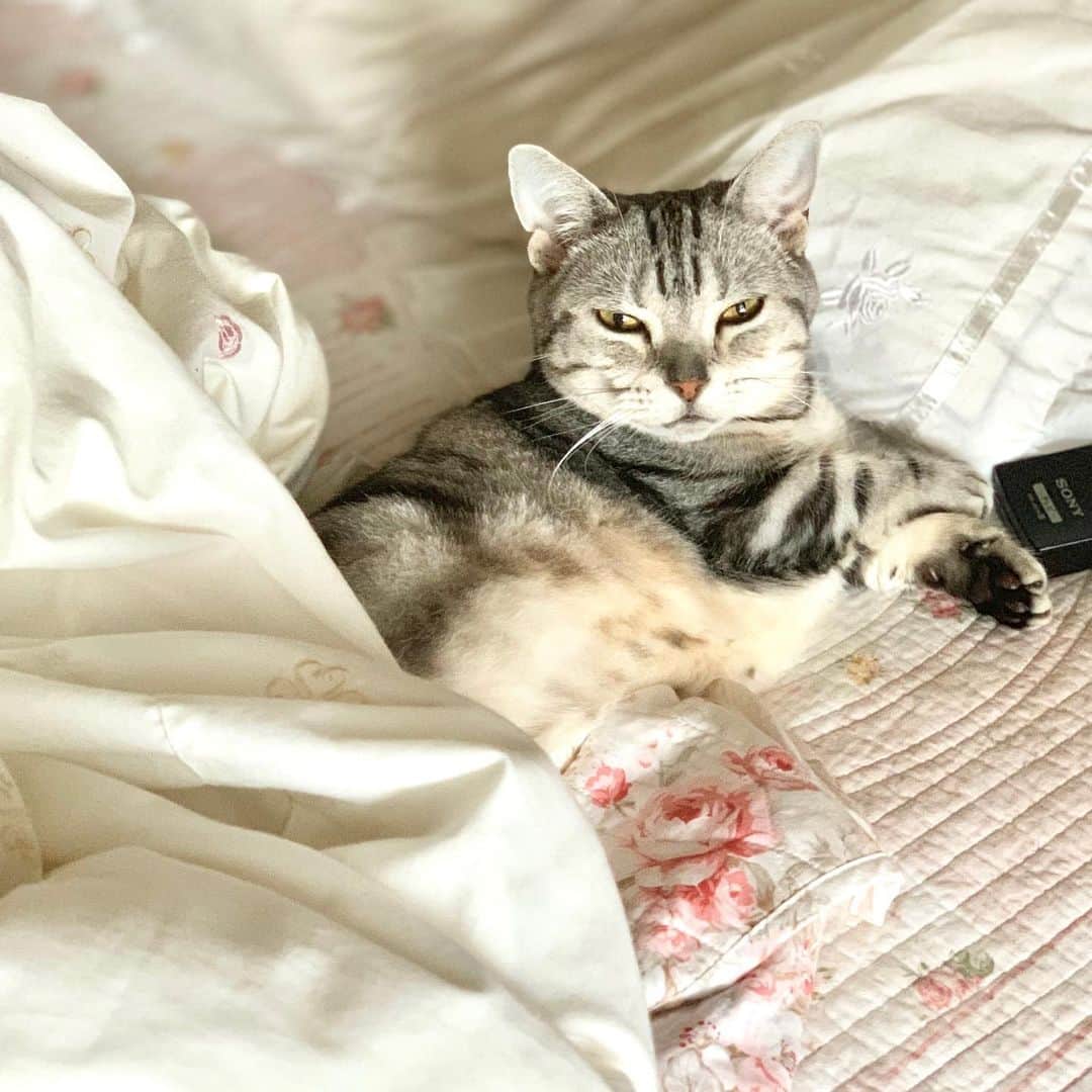 のインスタグラム：「#猫 #ねこ  #マンチカン #マンチカン短足  #まんちかん  #cat」