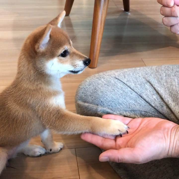 豆柴にこちゃんのインスタグラム