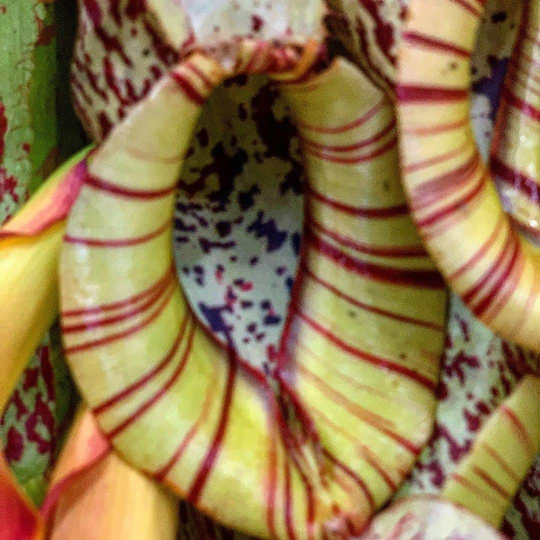 ニコライ・バーグマン・フラワーズ＆デザインさんのインスタグラム写真 - (ニコライ・バーグマン・フラワーズ＆デザインInstagram)「Carnivorous plant with Calla lilies #nicolaibergmann #carnivorousplants #ニコライバーグマン」10月6日 10時19分 - nicolaibergmann