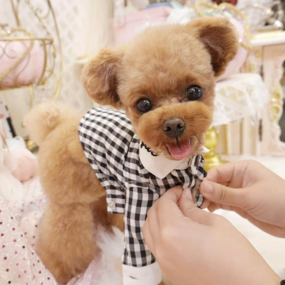 ? Tia ?さんのインスタグラム写真 - (? Tia ?Instagram)「Dress up👗💖 … … #toypoodle #toypoodlered #toypoodlegram #toypoodlelove #minipoodle #littlepoodle #redpoodle #푸들 #푸들스타그램 #instadog #adorable #cutest #cutiepie #socute #ilovemydog #トイプードル #littlebear #instapoodle #ティーカッププードル #teacuppoodle #puppilyhills #パピリーヒルズ #littleprincess #instatoypoodle #teddybear #テディベア #くまちゃん #ギンガムチェック #dressup」10月6日 12時43分 - tia1101