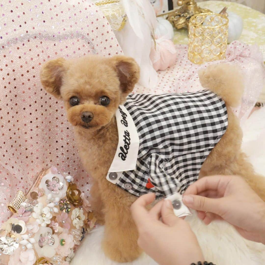 ? Tia ?さんのインスタグラム写真 - (? Tia ?Instagram)「Dress up👗💖 … … #toypoodle #toypoodlered #toypoodlegram #toypoodlelove #minipoodle #littlepoodle #redpoodle #푸들 #푸들스타그램 #instadog #adorable #cutest #cutiepie #socute #ilovemydog #トイプードル #littlebear #instapoodle #ティーカッププードル #teacuppoodle #puppilyhills #パピリーヒルズ #littleprincess #instatoypoodle #teddybear #テディベア #くまちゃん #ギンガムチェック #dressup」10月6日 12時43分 - tia1101