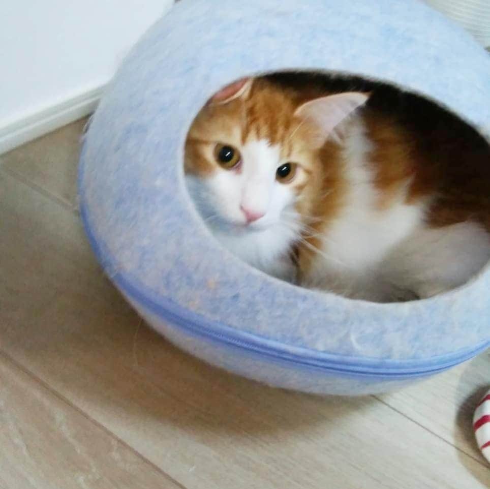 和泉杏さんのインスタグラム写真 - (和泉杏Instagram)「母から送られてきた、実家にいる猫ちゃん♡  色んなとこに入りたいんよねー♡(*´艸｀*)♡ #猫のルーちゃん #猫のリンちゃん  #きゃわわ #ノルウェージャンフォレストキャット」10月6日 12時49分 - izumikyou