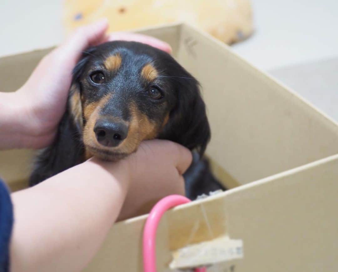 Sora Momoさんのインスタグラム写真 - (Sora MomoInstagram)「ナデナデうっとりもも🐶🐾 ☺︎ 今日は1人でそらもも号に乗るって言って乗ってたもも ☺︎ お姉ちゃんが大丈夫？車酔いしてない？って優しく聞くから甘えちゃってます😊 ☺︎ いつも2人が乗ってるそらもも号 あれって私たちが勝手に乗せてるんじゃなくて 本人たちがダンボール箱のところで乗りたいって言うんです😅 箱が怖いこもいるのに変な犬🐶だよね ☺︎ #ナデナデうっとり#大丈夫って言われて#甘えてる#今日も乗ってる#そらもも号#今日は1人で#なかなか降りない#ダンボール箱が好き#変な犬#変な飼い主 #ダックス#ミニチュアダックス #dachshund #miniaturedachshund」10月6日 22時49分 - teratera_sorapu_