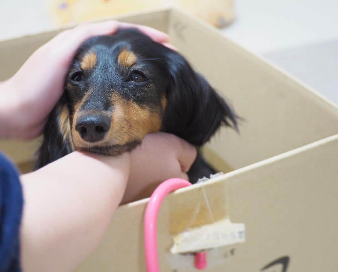 Sora Momoさんのインスタグラム写真 - (Sora MomoInstagram)「ナデナデうっとりもも🐶🐾 ☺︎ 今日は1人でそらもも号に乗るって言って乗ってたもも ☺︎ お姉ちゃんが大丈夫？車酔いしてない？って優しく聞くから甘えちゃってます😊 ☺︎ いつも2人が乗ってるそらもも号 あれって私たちが勝手に乗せてるんじゃなくて 本人たちがダンボール箱のところで乗りたいって言うんです😅 箱が怖いこもいるのに変な犬🐶だよね ☺︎ #ナデナデうっとり#大丈夫って言われて#甘えてる#今日も乗ってる#そらもも号#今日は1人で#なかなか降りない#ダンボール箱が好き#変な犬#変な飼い主 #ダックス#ミニチュアダックス #dachshund #miniaturedachshund」10月6日 22時49分 - teratera_sorapu_