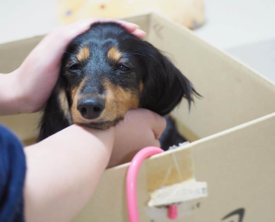 Sora Momoさんのインスタグラム写真 - (Sora MomoInstagram)「ナデナデうっとりもも🐶🐾 ☺︎ 今日は1人でそらもも号に乗るって言って乗ってたもも ☺︎ お姉ちゃんが大丈夫？車酔いしてない？って優しく聞くから甘えちゃってます😊 ☺︎ いつも2人が乗ってるそらもも号 あれって私たちが勝手に乗せてるんじゃなくて 本人たちがダンボール箱のところで乗りたいって言うんです😅 箱が怖いこもいるのに変な犬🐶だよね ☺︎ #ナデナデうっとり#大丈夫って言われて#甘えてる#今日も乗ってる#そらもも号#今日は1人で#なかなか降りない#ダンボール箱が好き#変な犬#変な飼い主 #ダックス#ミニチュアダックス #dachshund #miniaturedachshund」10月6日 22時49分 - teratera_sorapu_