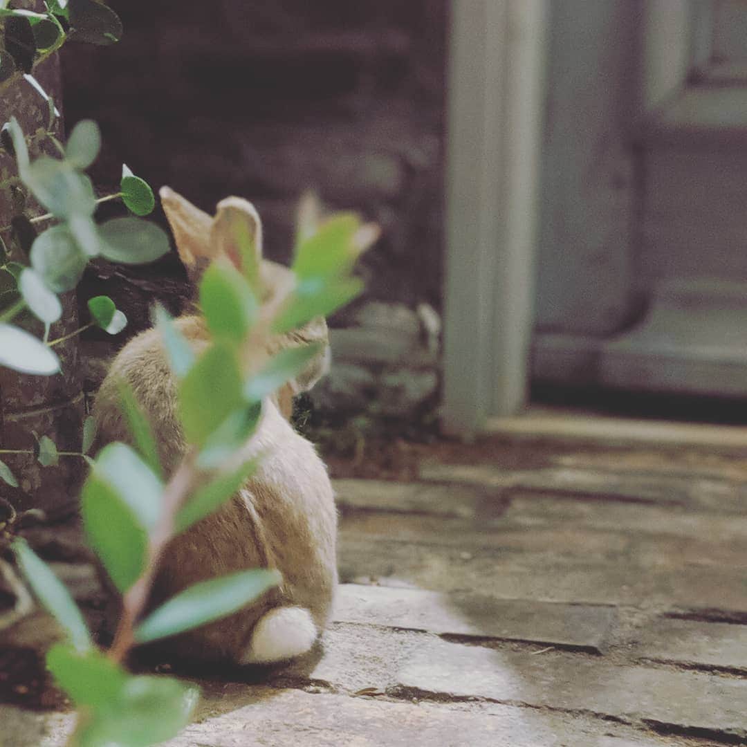emiemieminkoさんのインスタグラム写真 - (emiemieminkoInstagram)「今日のとめちゃん。  お庭でお散歩🐰  #うさぎ#rabbit#ペット#ネザーランドドワーフ#とめちゃん#暮らし」10月6日 22時55分 - emiemieminko
