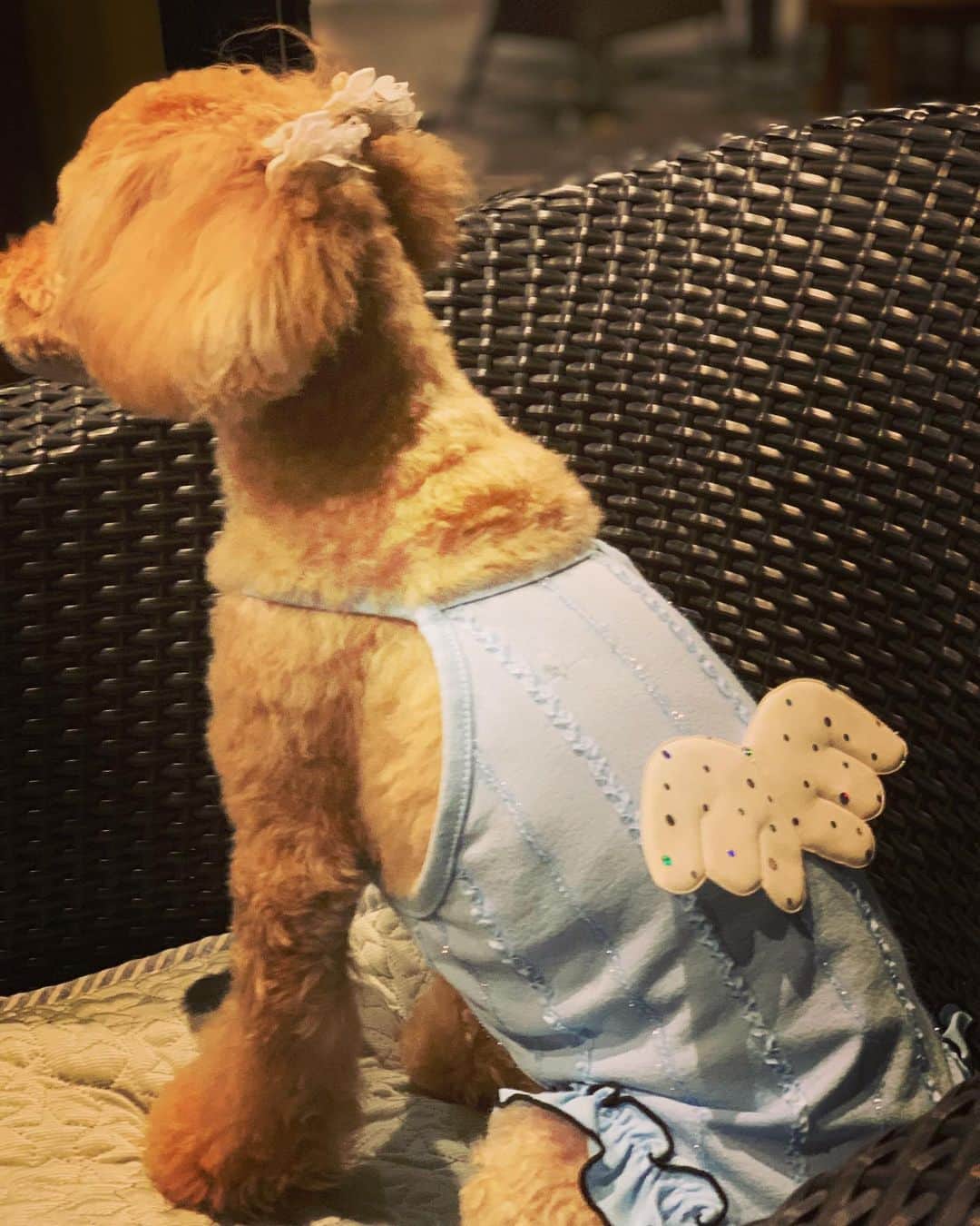田中康夫のインスタグラム：「💝あたしロッタは誕生日ウィークを終えて🎂 ヴィム・ヴェンダース監督の新作映画🎞『続ベルリン・天使の詩👼Wings of Lotta』最終オーディション会場で順番待ちなう🐩ワン😜 #doglover🐶#doglovers」