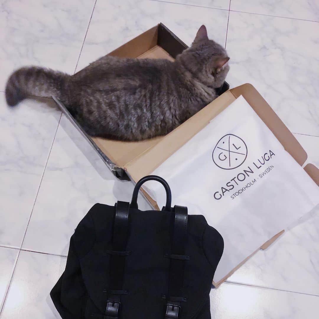 Pancakeさんのインスタグラム写真 - (PancakeInstagram)「“THE VERDICT IS CLEAR. Box for me; backpack for Human.” ⁣ .⁣ .⁣ Yes, so despite having laid out the options for Pancake several times, he is persistently faithful towards the box. I can finally use the classic @GastonLuga backpack without worrying that one day I will find it fur-ridden or it could be him hiding in there. ⁣ .⁣ .⁣ 🐾 Check out with “nugget15” to enjoy 15% off on http://gastonluga.com. Comes with free shipping for both delivery and return. Plus, no expiry for this code; share it with your friends and loved ones 💌. ⁣ ⁣ #GastonLuga #ガストンルーガ #バックパック #リュック #backpack #cats #catstagram #catsoninstagram #catsofinstagram #kittensoninstagram #kittensofinstagram #sgcats #pets #pancake #petstagram #instagramcats #munchkincat #neko #ねこ #マンチカン」10月6日 17時40分 - nugget_pancake