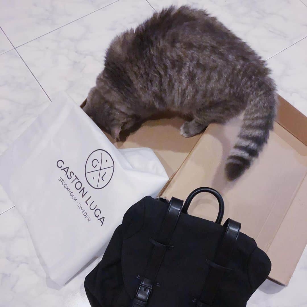 Pancakeさんのインスタグラム写真 - (PancakeInstagram)「“THE VERDICT IS CLEAR. Box for me; backpack for Human.” ⁣ .⁣ .⁣ Yes, so despite having laid out the options for Pancake several times, he is persistently faithful towards the box. I can finally use the classic @GastonLuga backpack without worrying that one day I will find it fur-ridden or it could be him hiding in there. ⁣ .⁣ .⁣ 🐾 Check out with “nugget15” to enjoy 15% off on http://gastonluga.com. Comes with free shipping for both delivery and return. Plus, no expiry for this code; share it with your friends and loved ones 💌. ⁣ ⁣ #GastonLuga #ガストンルーガ #バックパック #リュック #backpack #cats #catstagram #catsoninstagram #catsofinstagram #kittensoninstagram #kittensofinstagram #sgcats #pets #pancake #petstagram #instagramcats #munchkincat #neko #ねこ #マンチカン」10月6日 17時40分 - nugget_pancake