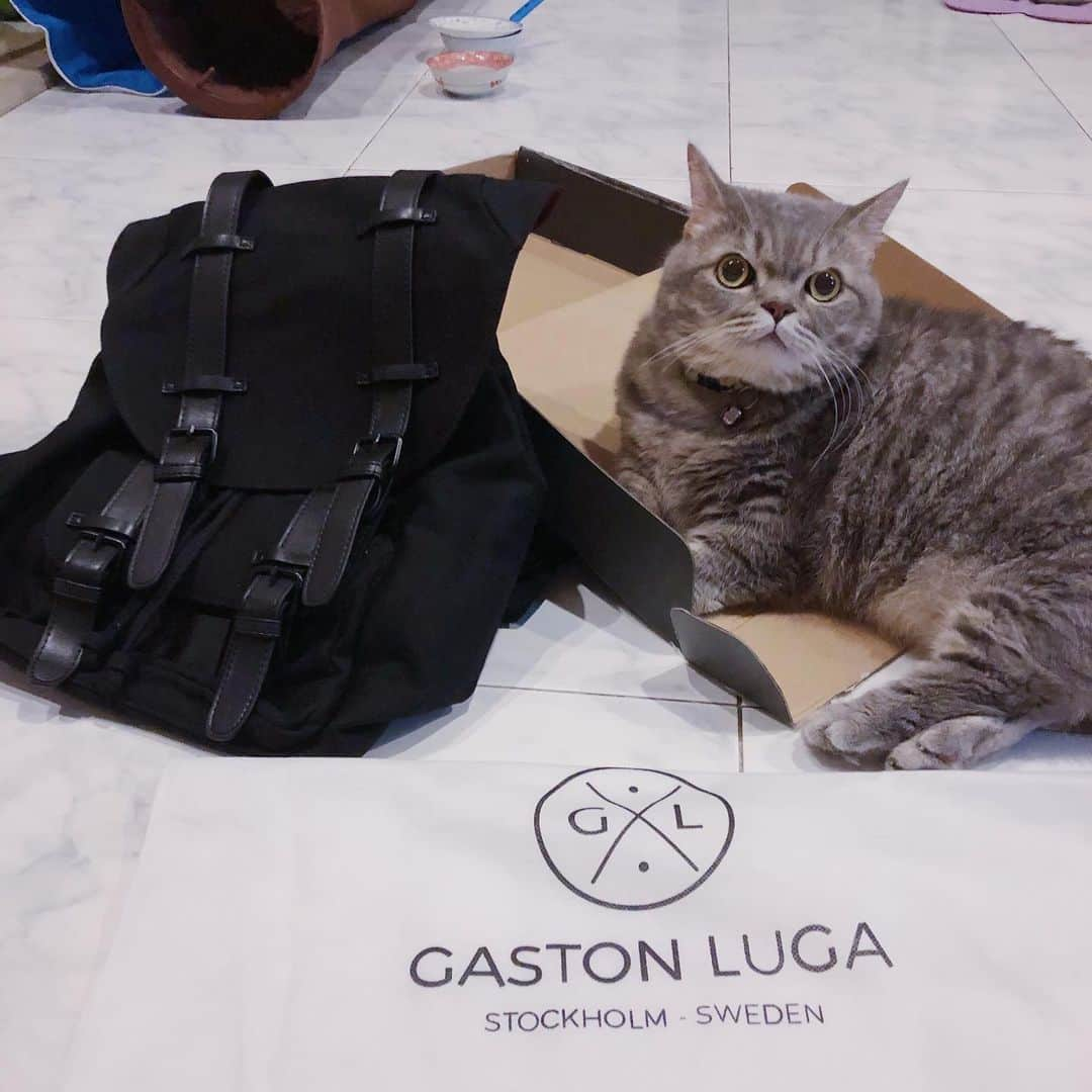 Pancakeさんのインスタグラム写真 - (PancakeInstagram)「“THE VERDICT IS CLEAR. Box for me; backpack for Human.” ⁣ .⁣ .⁣ Yes, so despite having laid out the options for Pancake several times, he is persistently faithful towards the box. I can finally use the classic @GastonLuga backpack without worrying that one day I will find it fur-ridden or it could be him hiding in there. ⁣ .⁣ .⁣ 🐾 Check out with “nugget15” to enjoy 15% off on http://gastonluga.com. Comes with free shipping for both delivery and return. Plus, no expiry for this code; share it with your friends and loved ones 💌. ⁣ ⁣ #GastonLuga #ガストンルーガ #バックパック #リュック #backpack #cats #catstagram #catsoninstagram #catsofinstagram #kittensoninstagram #kittensofinstagram #sgcats #pets #pancake #petstagram #instagramcats #munchkincat #neko #ねこ #マンチカン」10月6日 17時40分 - nugget_pancake