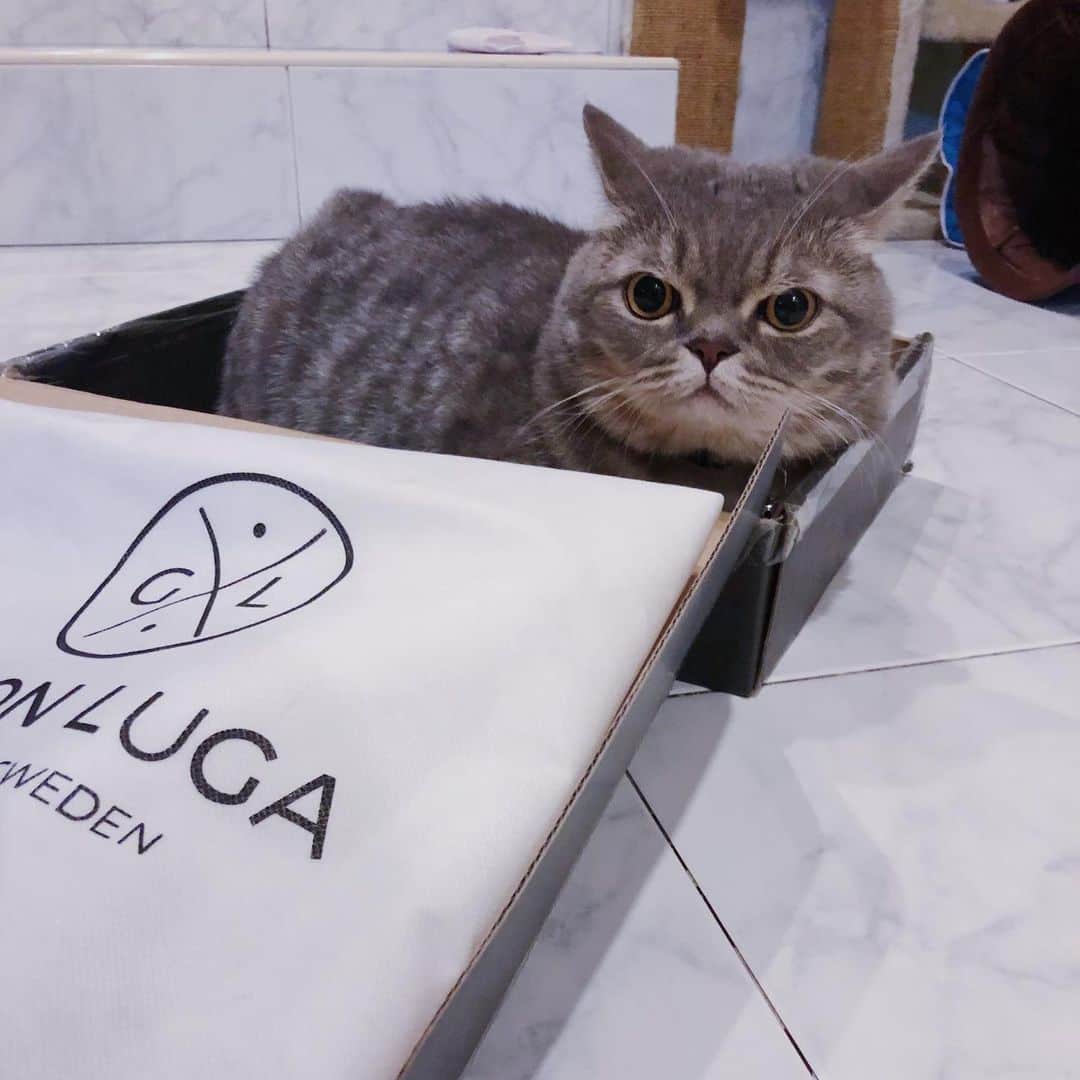 Pancakeさんのインスタグラム写真 - (PancakeInstagram)「“THE VERDICT IS CLEAR. Box for me; backpack for Human.” ⁣ .⁣ .⁣ Yes, so despite having laid out the options for Pancake several times, he is persistently faithful towards the box. I can finally use the classic @GastonLuga backpack without worrying that one day I will find it fur-ridden or it could be him hiding in there. ⁣ .⁣ .⁣ 🐾 Check out with “nugget15” to enjoy 15% off on http://gastonluga.com. Comes with free shipping for both delivery and return. Plus, no expiry for this code; share it with your friends and loved ones 💌. ⁣ ⁣ #GastonLuga #ガストンルーガ #バックパック #リュック #backpack #cats #catstagram #catsoninstagram #catsofinstagram #kittensoninstagram #kittensofinstagram #sgcats #pets #pancake #petstagram #instagramcats #munchkincat #neko #ねこ #マンチカン」10月6日 17時40分 - nugget_pancake