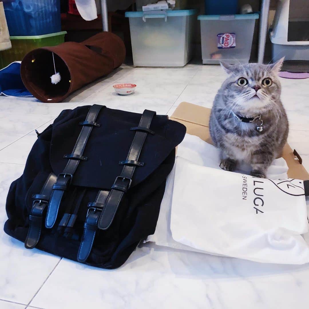 Pancakeのインスタグラム：「“THE VERDICT IS CLEAR. Box for me; backpack for Human.” ⁣ .⁣ .⁣ Yes, so despite having laid out the options for Pancake several times, he is persistently faithful towards the box. I can finally use the classic @GastonLuga backpack without worrying that one day I will find it fur-ridden or it could be him hiding in there. ⁣ .⁣ .⁣ 🐾 Check out with “nugget15” to enjoy 15% off on http://gastonluga.com. Comes with free shipping for both delivery and return. Plus, no expiry for this code; share it with your friends and loved ones 💌. ⁣ ⁣ #GastonLuga #ガストンルーガ #バックパック #リュック #backpack #cats #catstagram #catsoninstagram #catsofinstagram #kittensoninstagram #kittensofinstagram #sgcats #pets #pancake #petstagram #instagramcats #munchkincat #neko #ねこ #マンチカン」