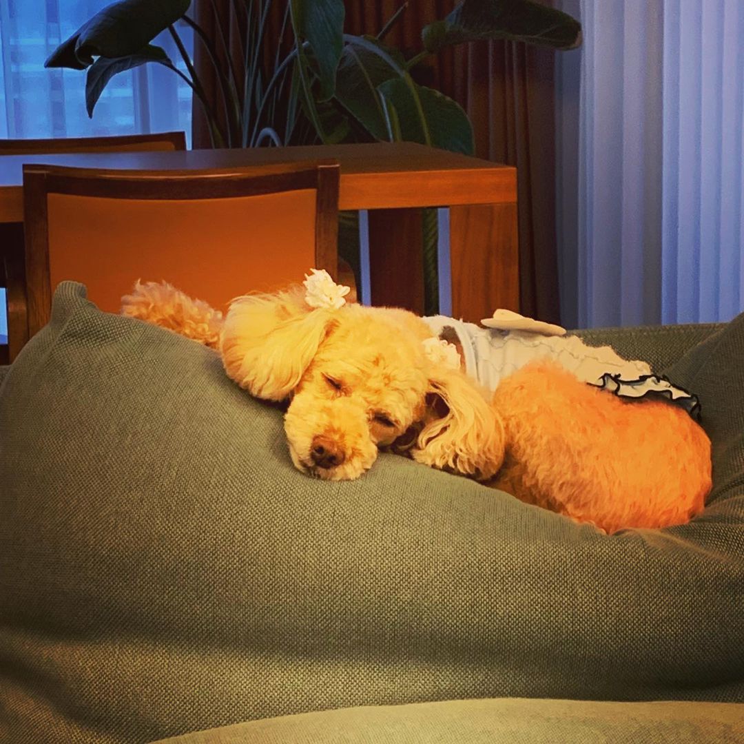 田中康夫のインスタグラム：「「オーディション落ちた、日本死ね‼️」ロッタ🐶 っていうかウケてないワン😜おしゃまなトイプーがヒロイン💝映画🎬『続 ベルリン・天使の詩 Wings of Lotta』 #doglover🐕＃doglovers」