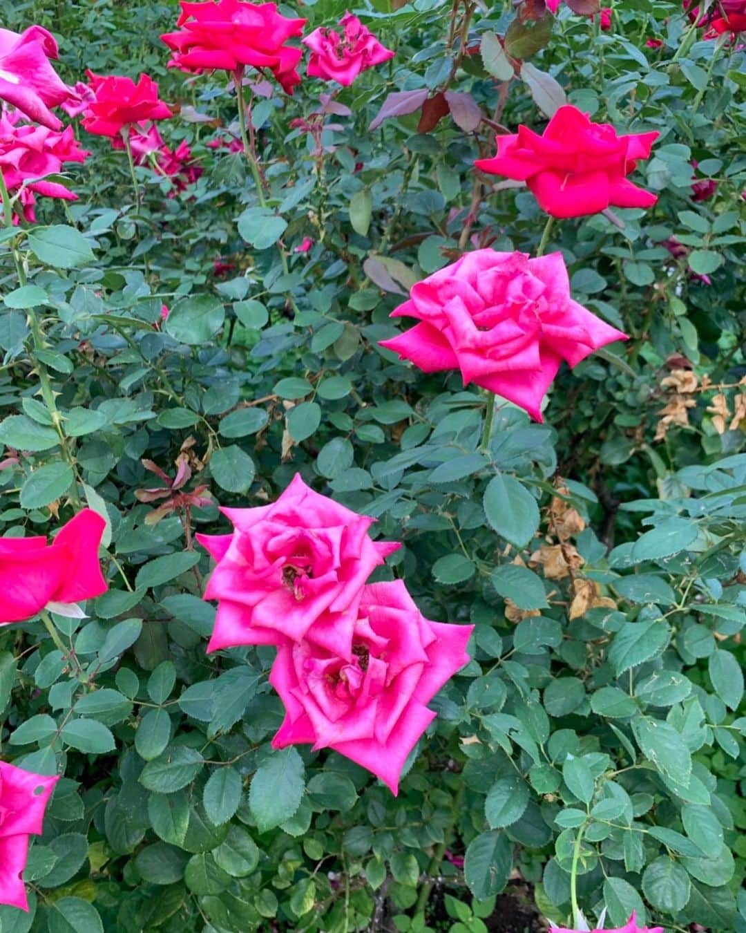 木部さんさんのインスタグラム写真 - (木部さんInstagram)「秋バラ🌹の季節になりました✨✨✨ . . . . #薔薇 #赤い薔薇 #ピンクの薔薇🌹 #綺麗な薔薇 #roses #beautifulrose #10月 #もう秋 #october🍁」10月6日 20時34分 - kibe_dayo