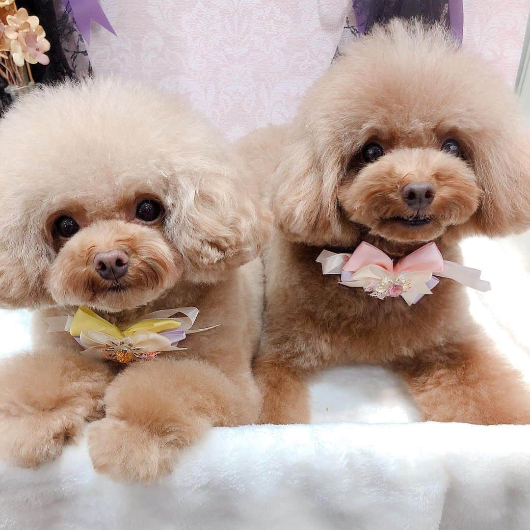 のインスタグラム：「ももとまろん❤️ 2人は仲良し😍💓 ・ ・ #dog #dogs #dogstagram #poodle #poodles #poodlelove #poodleclub #toypoodle #toypoodles #toypoodlelove #toypoodleclub #east_dog_japan #all_dog_japan #ig_poodle #poodlesofficial #ふわふわ #ふわもこ部 #トイプードル #トイプードル部 #トイプードル大好き #トイプードル多頭飼い #まろんたん #ティーカッププードル #わんこなしでは生きていけません会 #pecoいぬ部 #joker六本木ヒルズ店 #トリミング #ももちゃん #toypoodleofficial #犬のいる暮らし」
