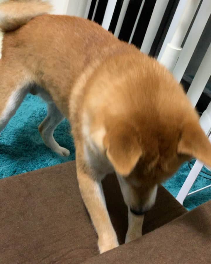 のインスタグラム：「. . だいずくんご乱心🤣🤣 . . #だいず #だいず🐕💓 #豆柴 #豆柴部  #柴犬 #しばいぬ  #犬のいる暮らし#🐶 #🐕#いぬすたぐらむ #ワンスタグラム #しばすたぐらむ #mameshiba#shibainu#shibastagram #柴犬好きさんと繋がりたい #柴犬のいる暮らし #柴犬ライフ」