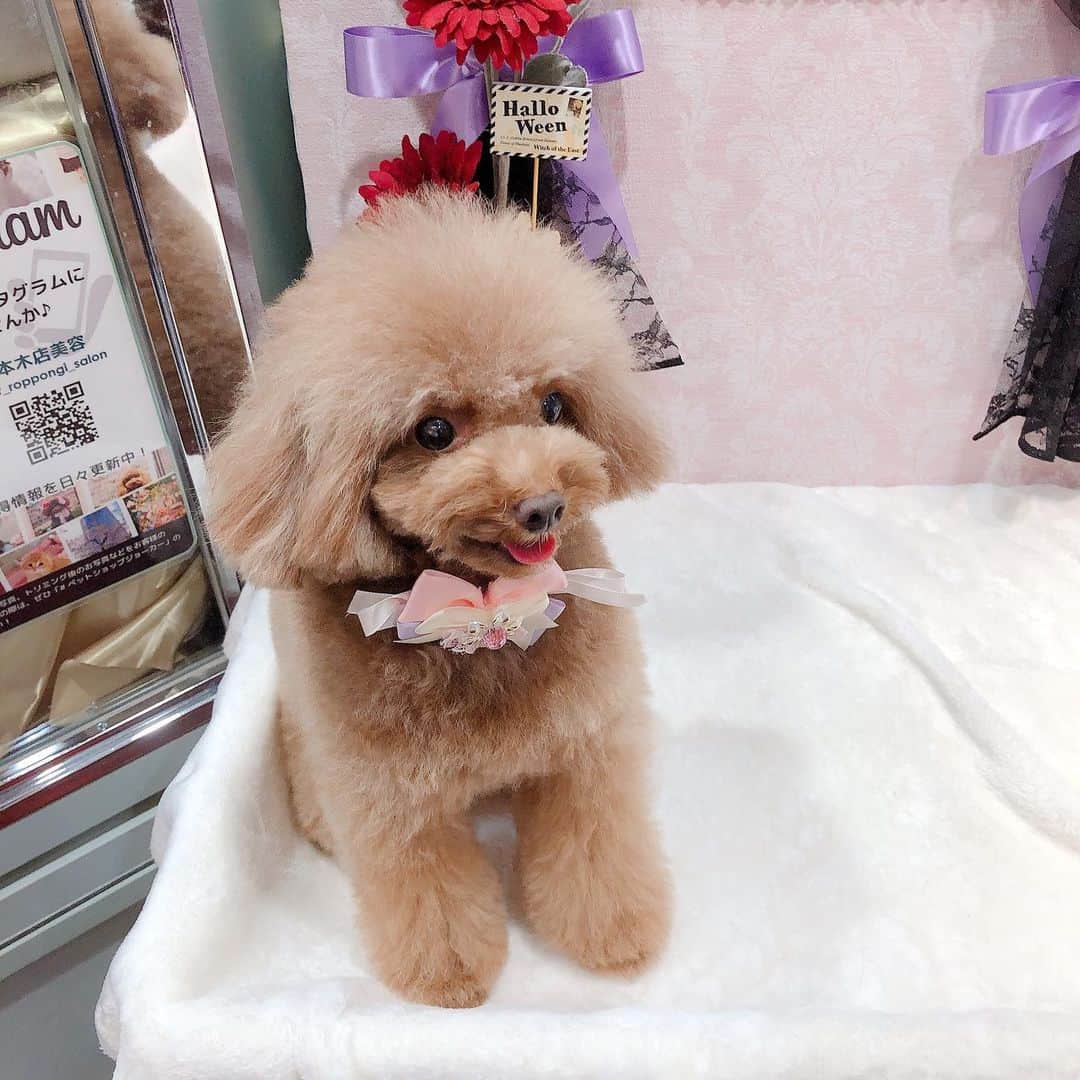 のインスタグラム：「ももちゃんもトリミング❤️ 何故か端っこに座る💦 お座りより伏せが得意です❣️ ・ ・ #dog #dogs #dogstagram #poodle #poodles #poodlelove #poodleclub #toypoodle #toypoodles #toypoodlelove #toypoodleclub #east_dog_japan #all_dog_japan #ig_poodle #poodlesofficial #ふわふわ #ふわもこ部 #トイプードル #トイプードル部 #トイプードル大好き #トイプードル多頭飼い #まろんたん #ティーカッププードル #わんこなしでは生きていけません会 #pecoいぬ部 #joker六本木ヒルズ店 #トリミング #ももちゃん #toypoodleofficial #犬のいる暮らし」