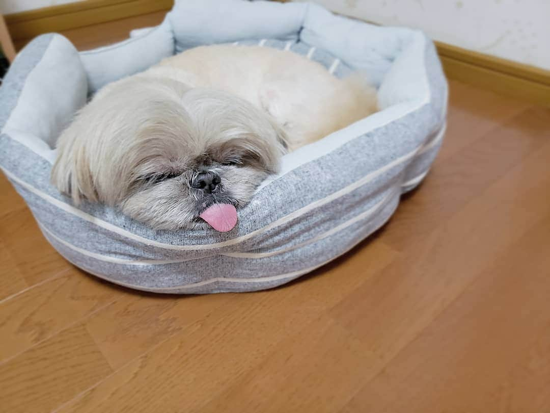 もえむさんのインスタグラム写真 - (もえむInstagram)「👅💤 ああ～可愛く寝てるぅ～タン多めに出してるぅ～ って写真撮ったら #白目でした #寝る前白目になる犬」10月6日 20時53分 - moem_n