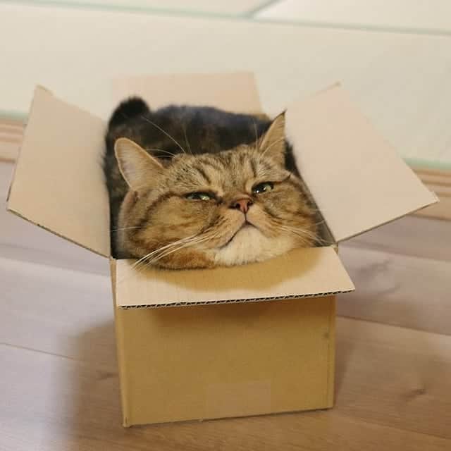 寅次郎（とらちゃん）さんのインスタグラム写真 - (寅次郎（とらちゃん）Instagram)「☆ Box lover 📦 . 久しぶりに箱に入ったら ちょっと小さかったにゃ😹 . #catsinboxes #イリュージョン #ご満悦 . .」10月6日 21時14分 - torachanthecat