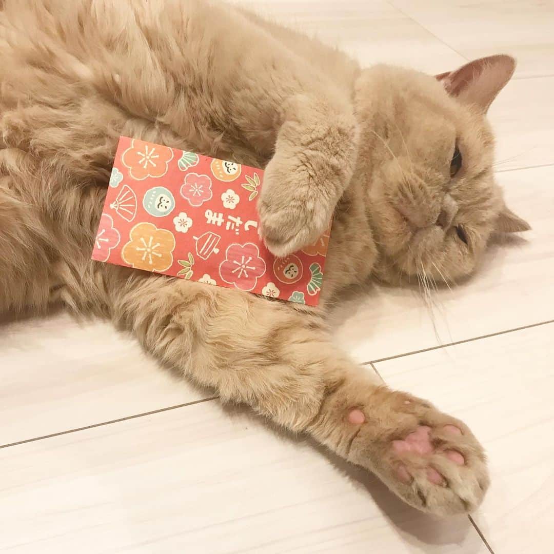 濱中鮎子のインスタグラム：「ばぁばとアメ(じぃじの呼び名😬)から、お年玉🧧(今年渡し忘れたと)をもらった坊。😂 無表情ですが、喜んでます。  #cat #ネコ #小心者の親分 #チャイ坊 #チャイ #chai #britishshorthair #ブリティッシュショートヘア #クラッシュフェイス #ぶチャイく #愛の交歓」