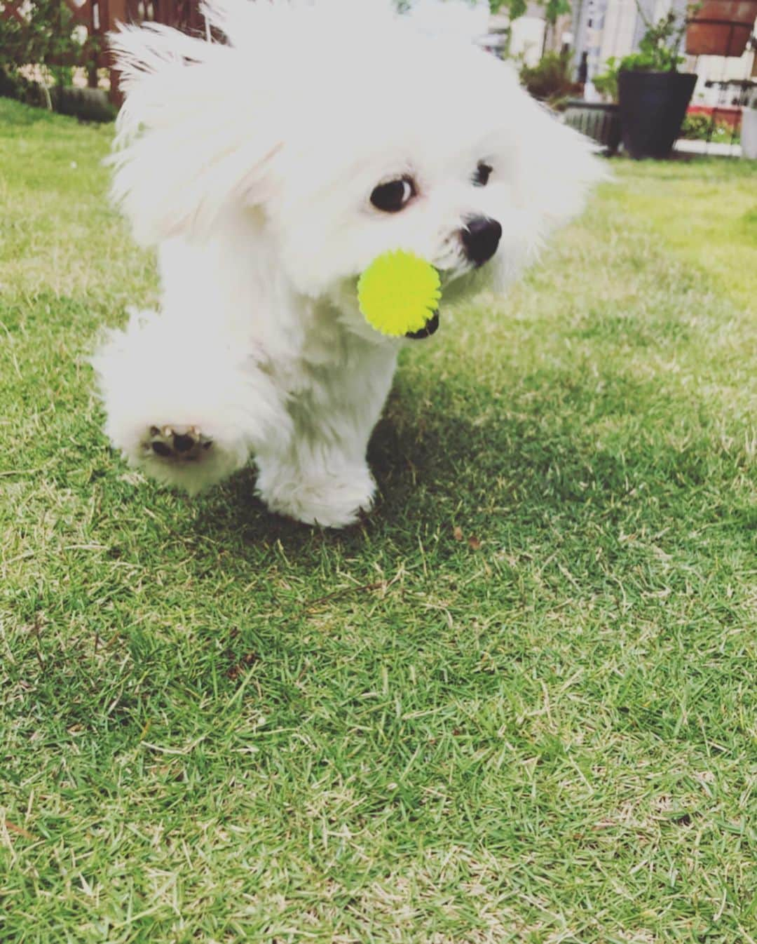 小野真弓さんのインスタグラム写真 - (小野真弓Instagram)「おはようございます(*´∀｀*)✨ 今日も良い一日を🍁 涼しくて爽やかあさんぽ🐶🐶 それだけでは足りないハルくん。ボール投げ追加🎾😏 にこにこ大はしゃぎ！ この後、お留守番な事はまだ知らない。。 #チワワ#ハナちゃん #チワマル#ハルくん #あさんぽ#いぬばか部 #いぬすたぐらむ #chihuahua #maltese #mixdog #doglover #dogstagram  久しぶりに化粧水パックしたらお肌つやつや。やっぱり保湿って大事だー🍎」10月7日 8時40分 - hanaharuaroi