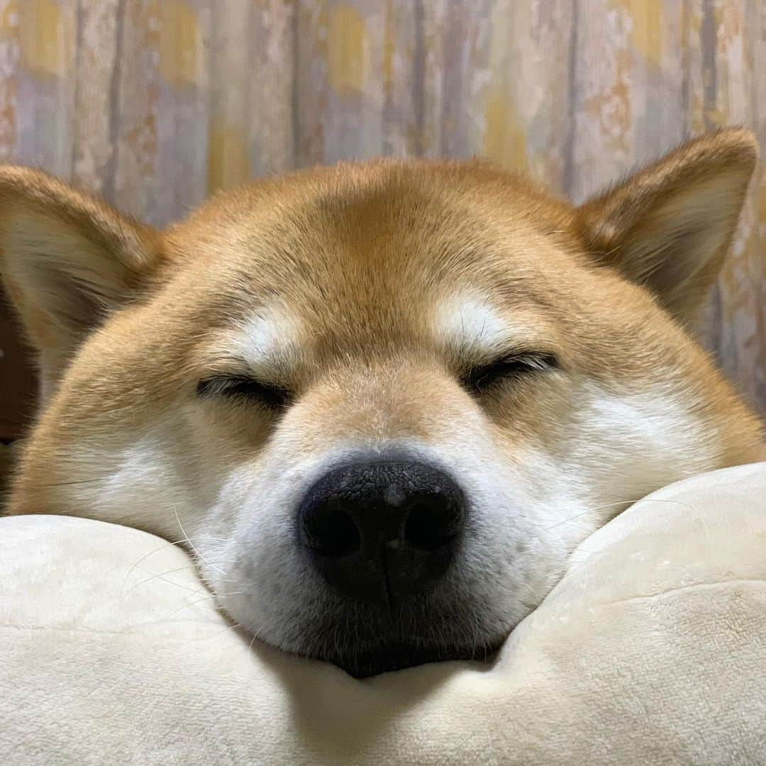 まる（まるたろう）さんのインスタグラム写真 - (まる（まるたろう）Instagram)「Good night!✨🐶💤✨また明日からがんばろうね〜 #そのためにしっかり睡眠 #寝る子は育つって言うもんね #じゃあ寝てみな」10月7日 0時19分 - marutaro