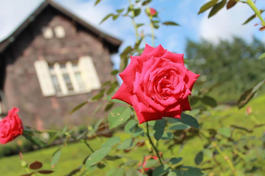 花瑛ちほさんのインスタグラム写真 - (花瑛ちほInstagram)「今日は一眼レフを持ってお出かけ🙌  #旧古河庭園 へ🥀 すごくすごーく綺麗だった✨ 雨が降った後で、雨露が残った薔薇がとても美しかったな🤤 紅葉でまた来たい♡  #なかなかよく撮れた #rose #洋館 #和室」10月7日 0時21分 - eichan1117