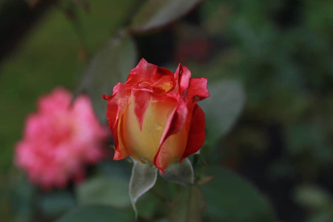 花瑛ちほさんのインスタグラム写真 - (花瑛ちほInstagram)「今日は一眼レフを持ってお出かけ🙌  #旧古河庭園 へ🥀 すごくすごーく綺麗だった✨ 雨が降った後で、雨露が残った薔薇がとても美しかったな🤤 紅葉でまた来たい♡  #なかなかよく撮れた #rose #洋館 #和室」10月7日 0時21分 - eichan1117