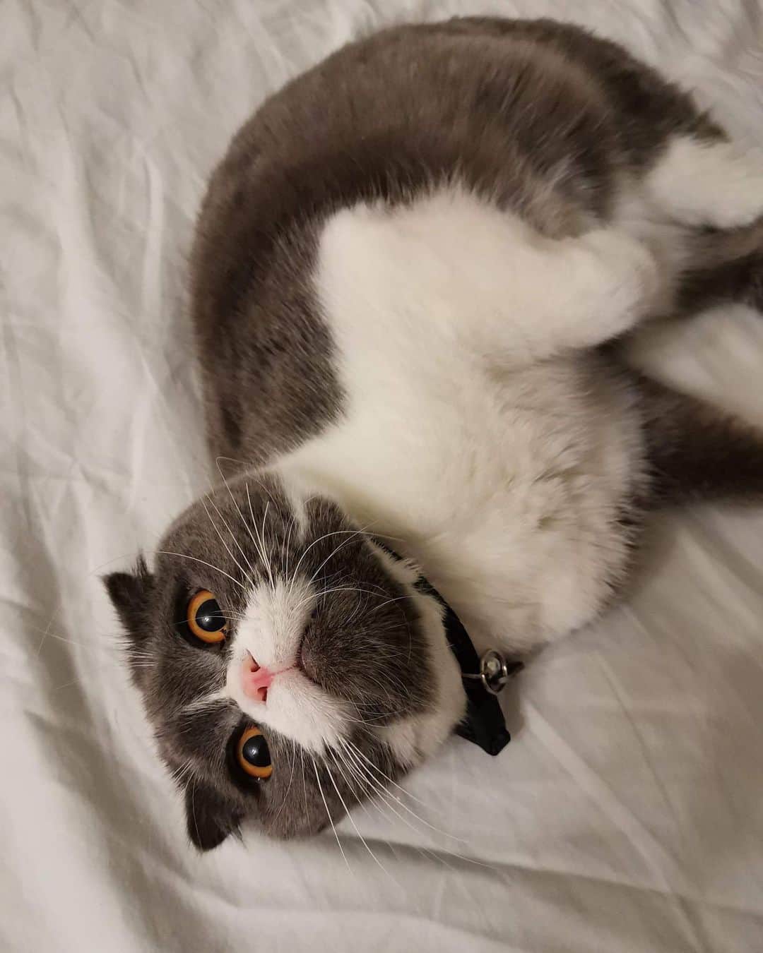 YingTzeさんのインスタグラム写真 - (YingTzeInstagram)「New Phone , EarLGrey l looks so cute here. 🤣🤣🤣 His fur looks so nice ya ! _ Today I went to Cat Fair ~ then straight back home to stream . 🤣 Thats why lack of updates today. Vlog coming soon ! #blessed #scottishfold #catsmalaysia」10月7日 0時54分 - yingtze
