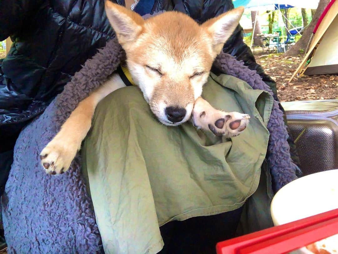 藤崎里菜さんのインスタグラム写真 - (藤崎里菜Instagram)「テントに泊まったの初めてでした⛺️ ． ． ．  #キャンプ #Camp #山中湖 #山梨県 #アウトドア #active #outdoor #tokyo #japan #愛犬とキャンプ #豆柴 #豆柴むぎ #豆柴子犬 #テント #テント泊」10月7日 1時46分 - rina_fujisaki