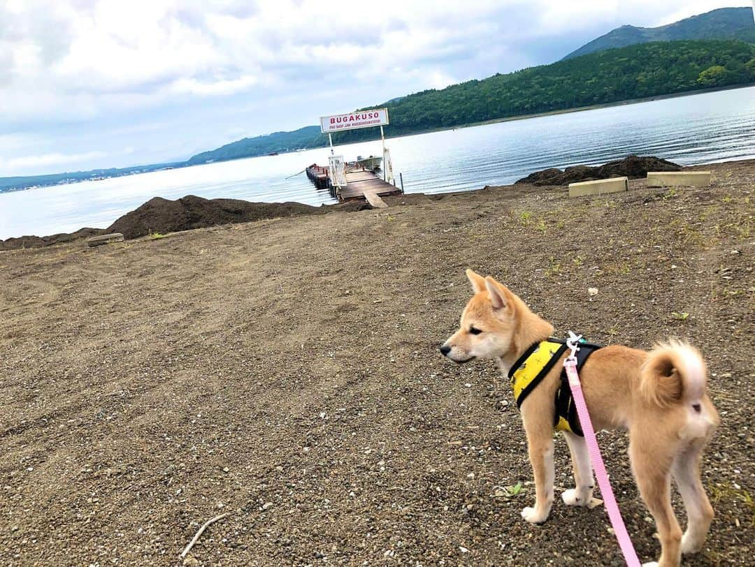 藤崎里菜さんのインスタグラム写真 - (藤崎里菜Instagram)「テントに泊まったの初めてでした⛺️ ． ． ．  #キャンプ #Camp #山中湖 #山梨県 #アウトドア #active #outdoor #tokyo #japan #愛犬とキャンプ #豆柴 #豆柴むぎ #豆柴子犬 #テント #テント泊」10月7日 1時46分 - rina_fujisaki