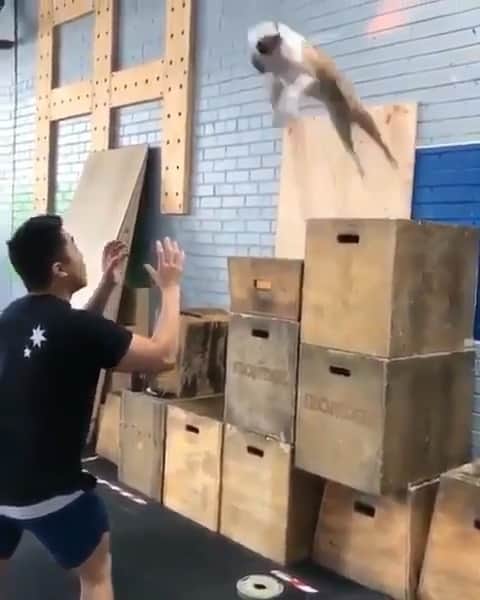 1.9m Fitness Inspirationのインスタグラム：「Tag someone who would luhhh this!!! 😧 And don’t forget to @/# us in your videos “fitgirlsworldwide” so that we can see all your amazing posts! 💕💪 by @reggie_the_mini_bulldog #capableofcourage」