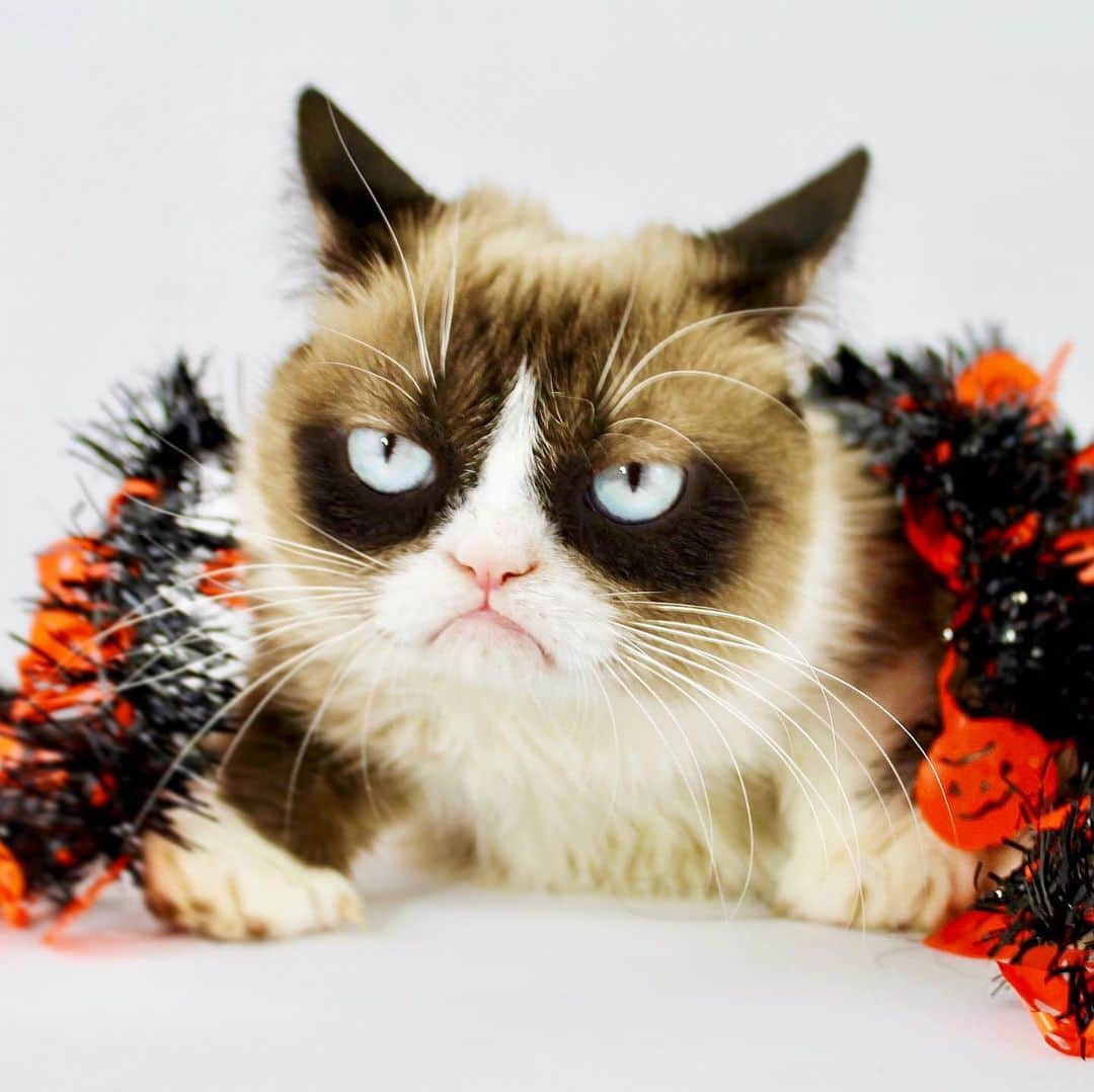 Grumpy Catさんのインスタグラム写真 - (Grumpy CatInstagram)10月7日 4時11分 - realgrumpycat