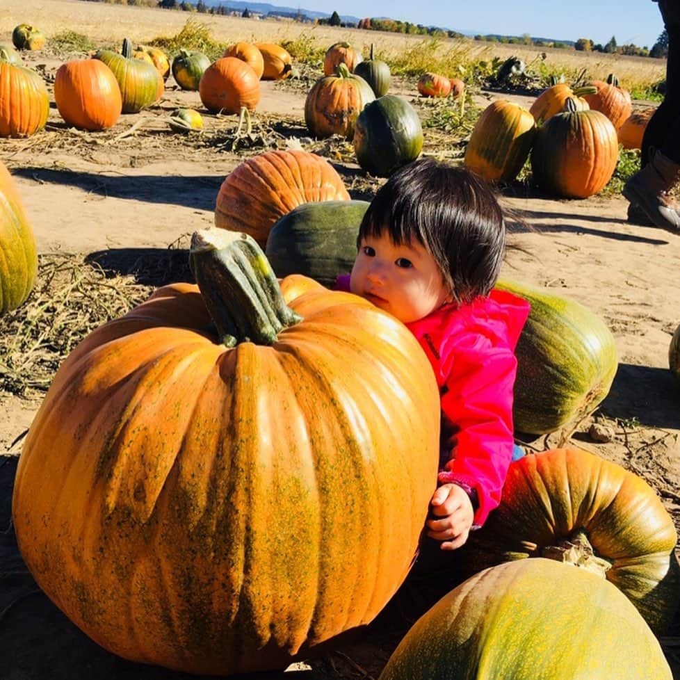 栗山麗美さんのインスタグラム写真 - (栗山麗美Instagram)「Pumpkin Patch🎃👻 ・  今年もカボチャ狩りへ♡ ・  アメリカではこの時期、ハロウィンのジャックランタン用のカボチャを自分で畑に行って選びます♪ ・  去年は娘の方がカボチャよりはるかに小さくて抱きつくことしか出来なかったけど🤣（👉写真最後） ・  今年はお気に入りのカボチャを自分で見つけて楽しんでいました🎃💕 ・  トランポリンやスライダーなどアクティビティー満載のこちらのfarmは子連れに大人気❣️ ・  大人もApple Tasting🍎や可愛い干草のペインティングなど見どころ満載で楽しめました🙌✨ ・  約800kgの巨大カボチャを クレーンで吊り上げて→カウントダウン→落とす ・  というアメリカらしいイベントも迫力満点で面白かった😂😂😂 ・  アップルサイダーも美味でした🍏🍎 ・  来週のリンゴ狩りも楽しみー🙌✨✨ ・  #pumpkinpatch #pumpkin #Halloween #bauman’farm #oregon #portland #アメリカ暮らし#ポートランド生活 #ポートランド #パンプキンパッチ #ハロウィン #アメリカ育児 #アメリカ子育て」10月7日 5時07分 - reimi.kuriyama