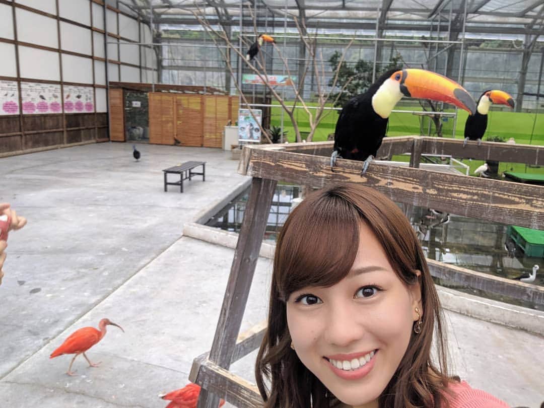 久保円華さんのインスタグラム写真 - (久保円華Instagram)「ここにも、そこにも、あそこにも、鳥ぃぃいー！🐦 私はハシビロコウに似ているらしい🤷  #掛川花鳥園#フクロウ#モリフクロウ#オオハシ#ハシビロコウ#静岡#掛川市#そろりそろり#久保円華」10月7日 17時28分 - kubo_madoka