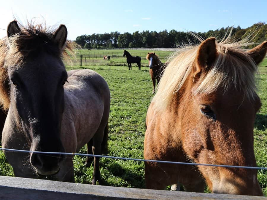 東美樹さんのインスタグラム写真 - (東美樹Instagram)「My therapy💓🐴 コペンから車で北に40分程走らせると広大な自然がどーんとお出迎え。そして至る所に私の大〜好きなお馬さんが！乗馬、久しぶりにやりたくなりました☺︎ #Mikichangin🇩🇰 #旅忘備録 . . . #copenhagenlife #visitdenmark #girlstravel #travelgram #traveleurope #horsebackriding  #ヨーロッパ旅行 #タビジョ #デンマーク #乗馬」10月7日 17時44分 - mikko.36___