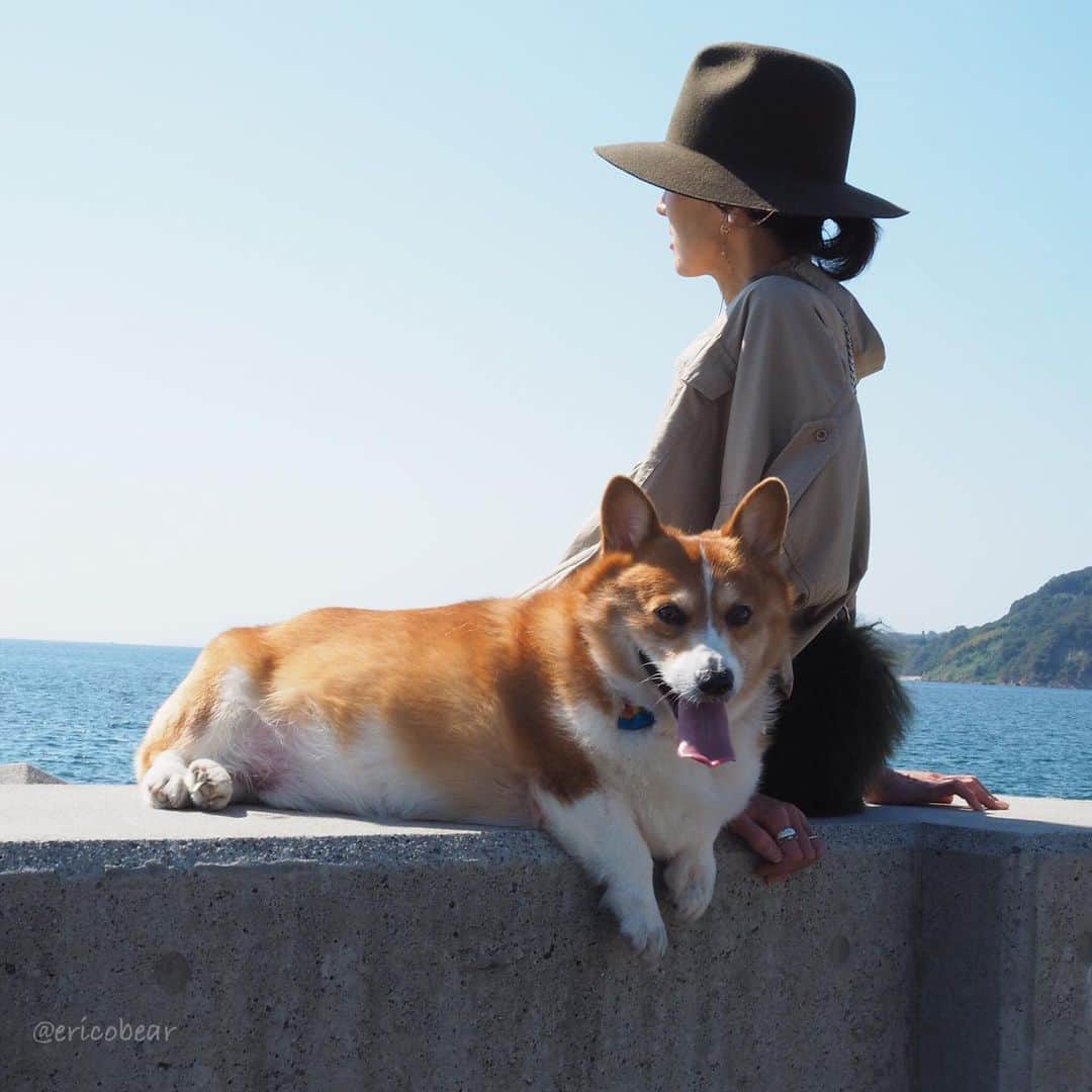 ericoのインスタグラム：「✩ ランチの後は海に行ったよ！ 潮風が気持ちいい🌊✨ ✩ When I visited the beach, there was a light breeze which was very pleasant. ✩  #それいけ力丸くん #コーギー  #犬のいる暮らし#pembrokewelshcorgi  #corgistagram #barked #dogsofinstagram #buzzfeed #corgisofinstagram  #dailyfluff #9gag #weeklyfluff #dogstagram #petsofinstagram #corgibutt #myfavcorgi #корги #코기」