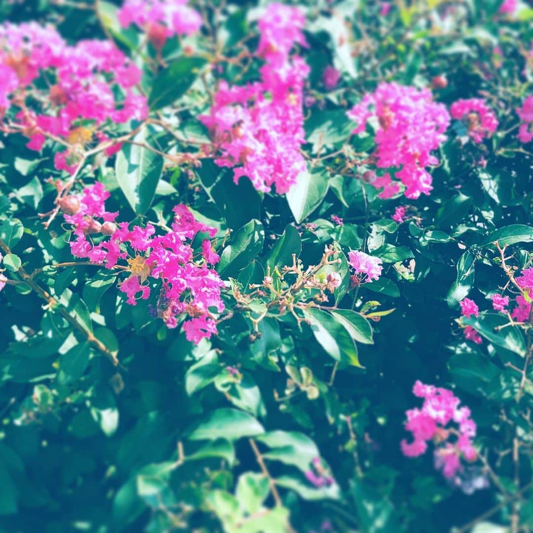 中野敬久さんのインスタグラム写真 - (中野敬久Instagram)「#flower #flowersoflife #red #blossom #wakeup #monday」10月7日 9時36分 - hirohisanakano